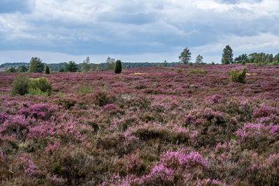 Purple flowering plants on field against sky