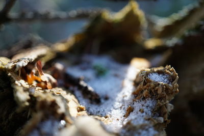 Close-up of dry leaf on land