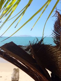 Close-up of palm tree on beach against clear sky