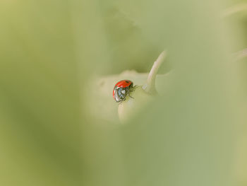 Close-up of insect on leaf