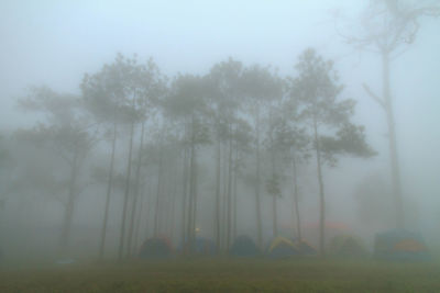 Trees on field against sky