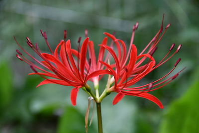 Close-up of red flower