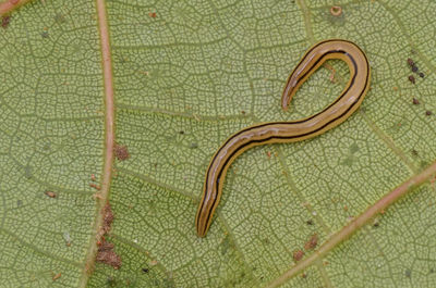 High angle view of lizard on leaf