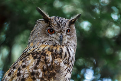 Close-up portrait of owl