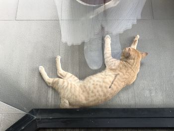 High angle view of cat lying on floor