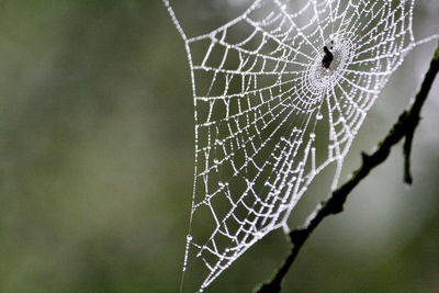 Close-up of spider on web