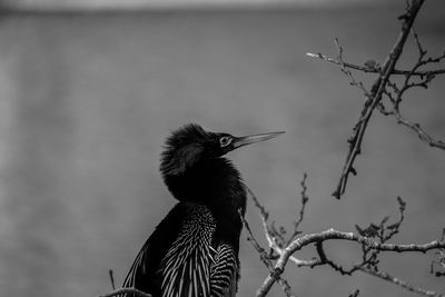 Close-up of a bird perching on branch