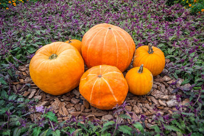 Close-up of pumpkins in field