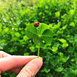 Close-up of ladybug on hand holding leaf