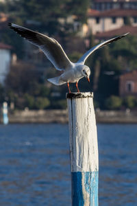Close-up of seagull flying over wooden post