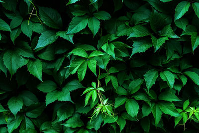 Full frame shot of green leaves, climber plants live wall