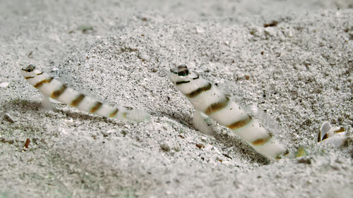 High angle view of crab on sand