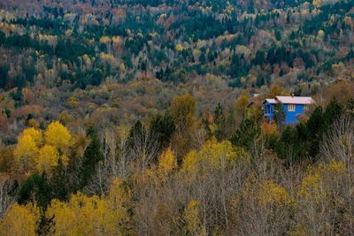 Trees in forest during autumn