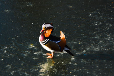 Duck standing on water