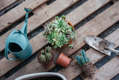 Potted succulents and cactuses ready to be replanted on wooden background