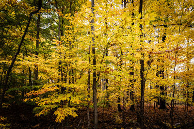 Full frame shot of yellow trees in forest