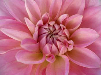 Close-up of pink dahlia