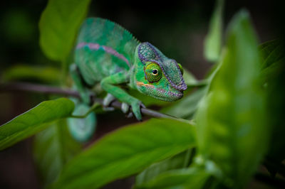 Close-up of a lizard on a leaf