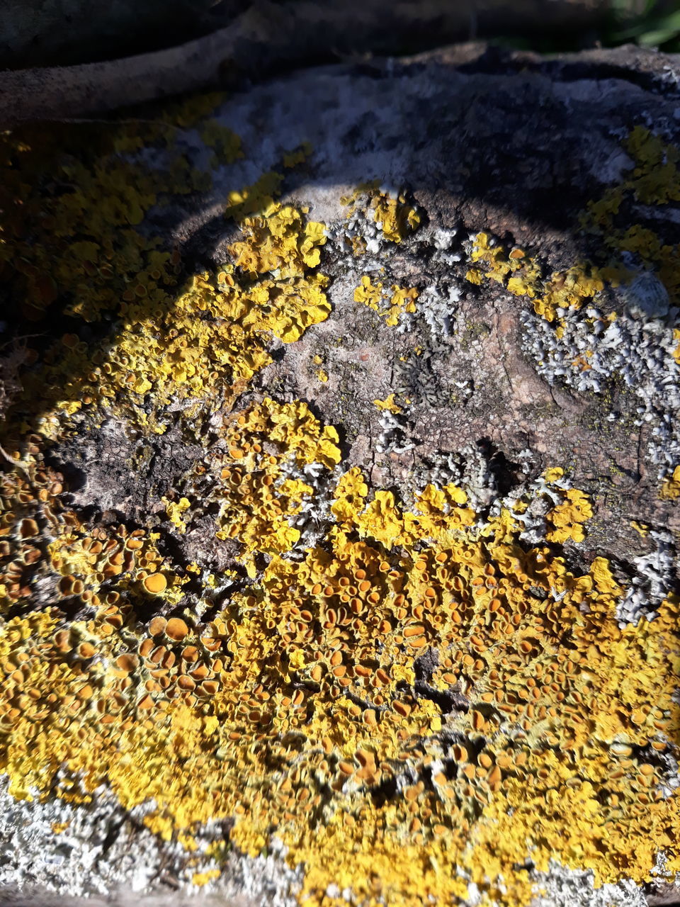 CLOSE-UP OF YELLOW MOSS ON ROCK