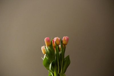 Close-up of pink flower buds against white background