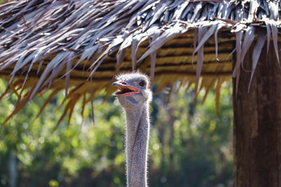 Close-up of a bird against blurred background