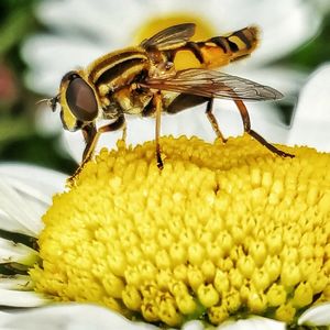 Close-up of insect on yellow flower