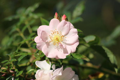 Close-up of pink flowering plant