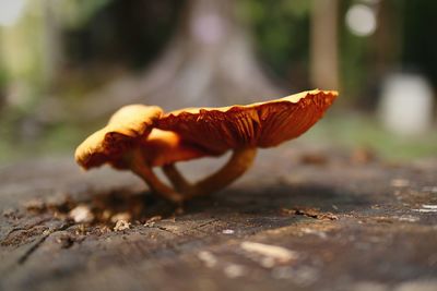 Close-up of dry leaf on wooden plank