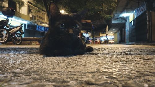 Cat on illuminated city at night