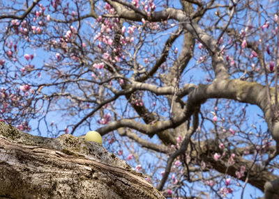 Low angle view of cherry blossom tree