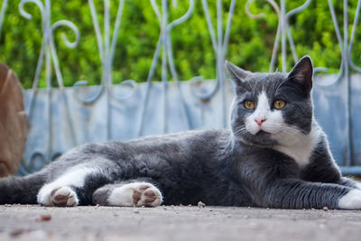 Close-up portrait of a cat