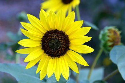 Close-up of yellow sunflower