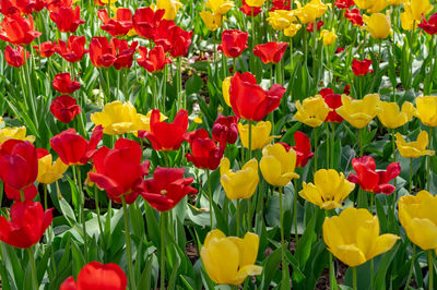 Close-up of multi colored tulips in field