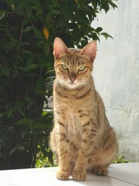 Portrait of ginger cat sitting on plant