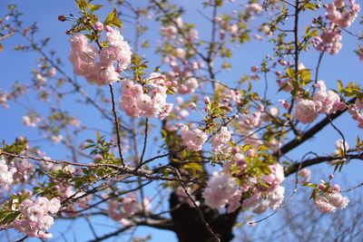 Close-up of cherry blossoms in spring