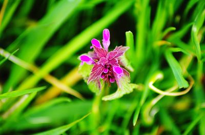 Close-up of pink flower blooming outdoors