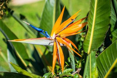 Close-up of butterfly pollinating on flower