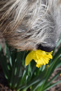 Close-up of yellow flower