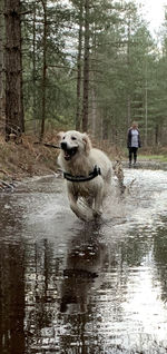 Dog running in the forest