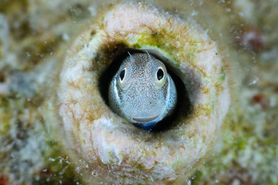 Close-up portrait of a turtle