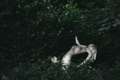 High angle view of animal skull