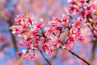 Close-up of pink cherry blossom