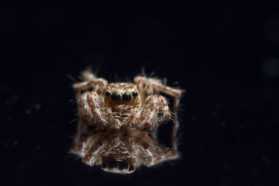 Close-up of spider