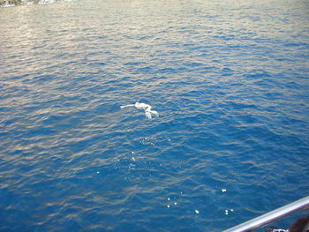 High angle view of bird swimming in sea