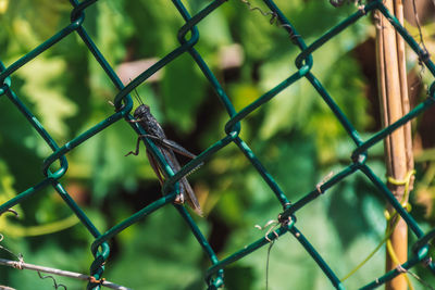 Full frame shot of chainlink fence