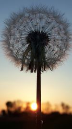 Silhouette of dandelion against sky during sunset