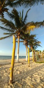 Palm trees on beach against sky