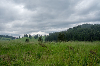 Trees on field against sky