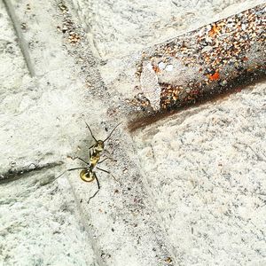 Close-up of ant on spider