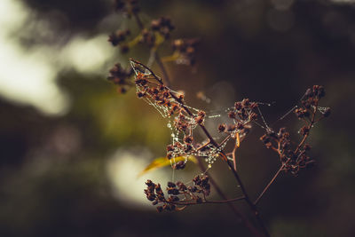 High angle view of spider web on dried plant